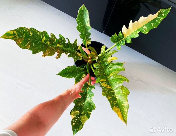Philodendron Ring of Fire Variegated/Ринг оф Файер