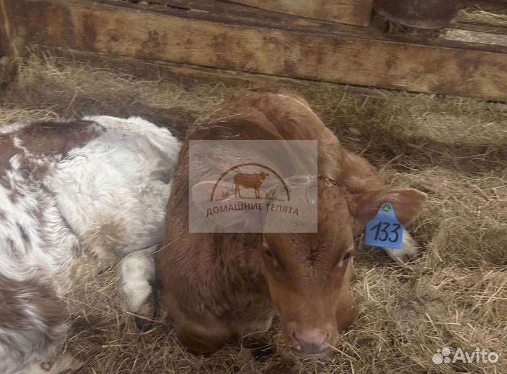 Телята мясных пород