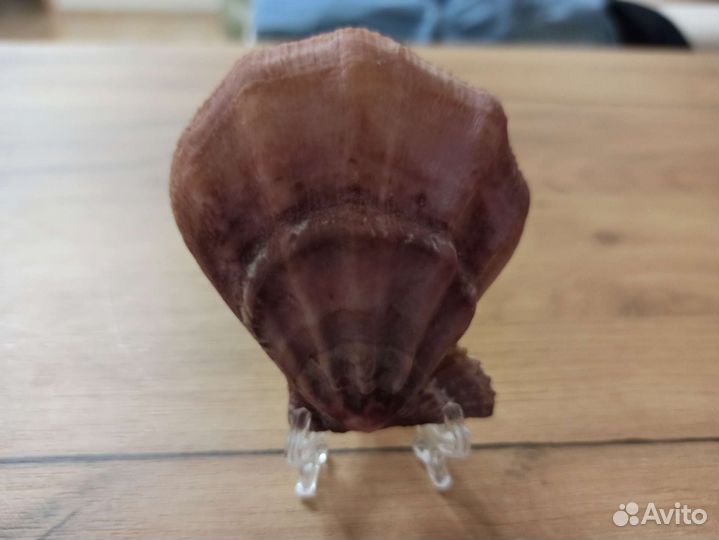 Морская раковина