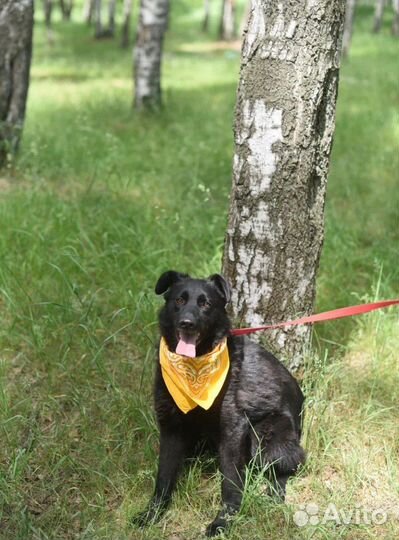 Собака ищет семью