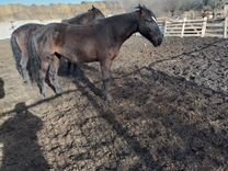 мощность двигателя и налоговая ставка. Renault arkana city car driving. транспортный налог свыше 150 лошадиных сил. 150 лошадиных. налог на автомобиль свыше 250 лошадиных сил.