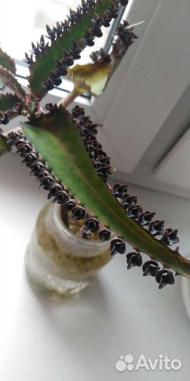 Каланхоэ лечебное