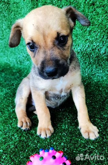 Собака щенок маленькой породы