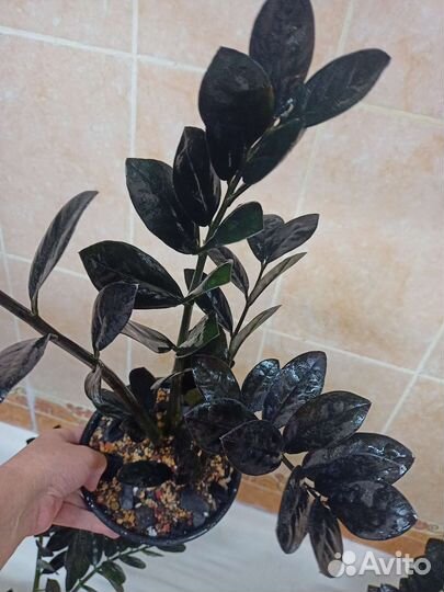 Замиокулькас черный равен