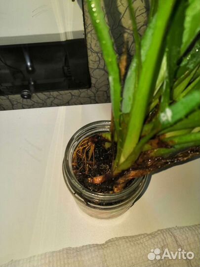 Отростки от цветка Алое