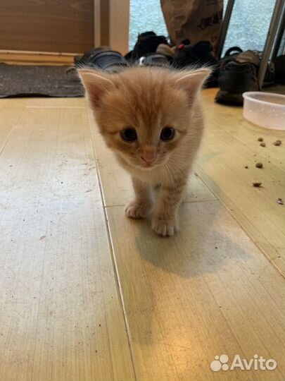 Котята в добрые руки даром