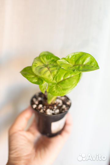 Крестовник обычный, вариегатный и пр