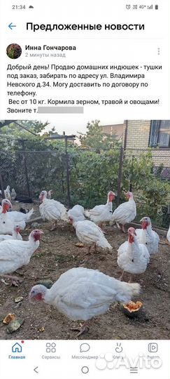 Продам домашнюю индюшку
