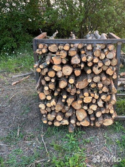 Стволы можевельника