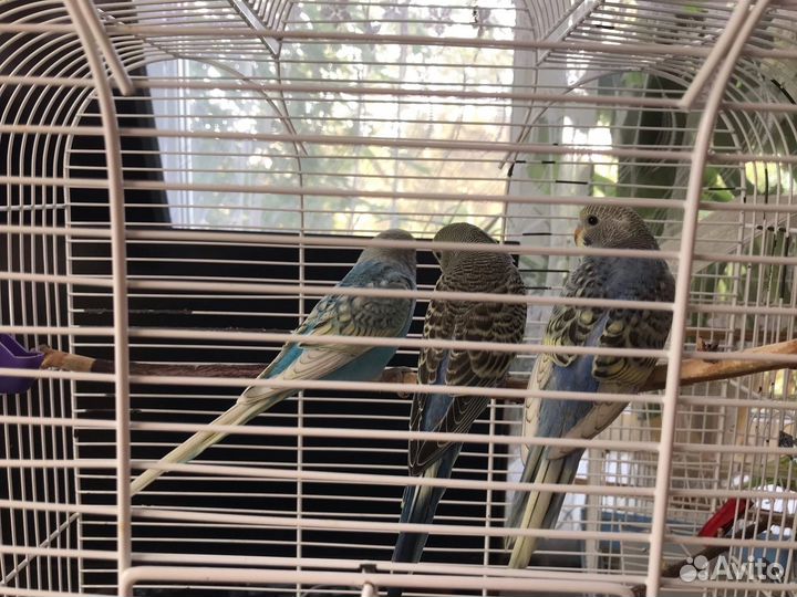 Волнистый попугай