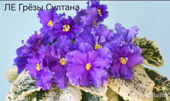 Фиалки набором 8шт