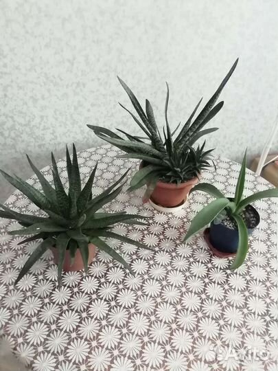 Цветы суккуленты