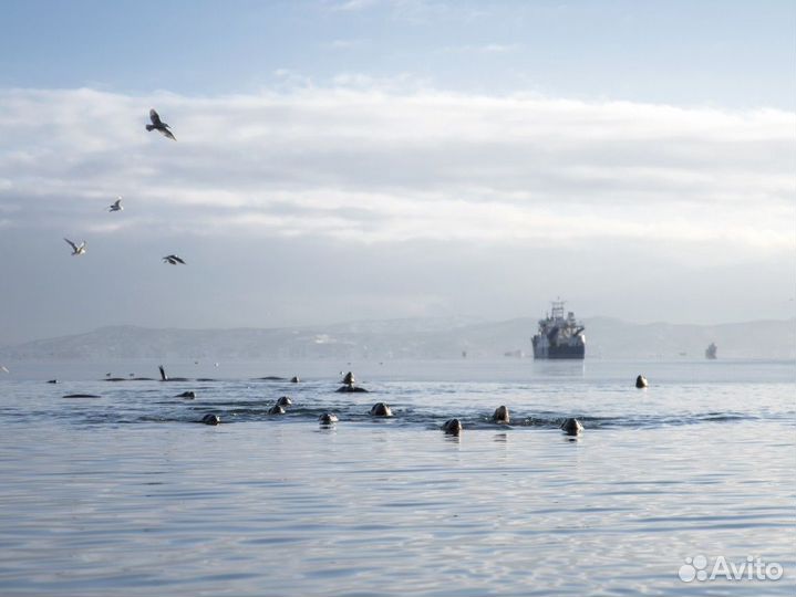 Лежбище сивучей. Зимняя экскурсия на сап бордах