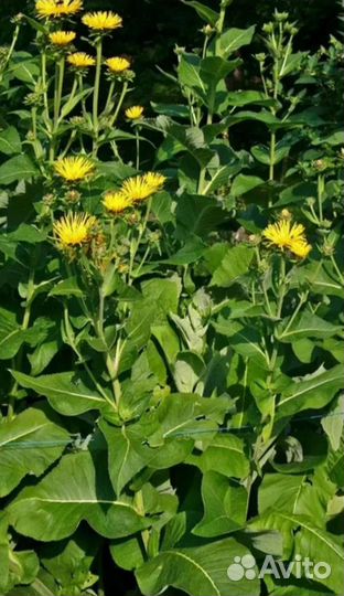 Девясилы, 2 вида