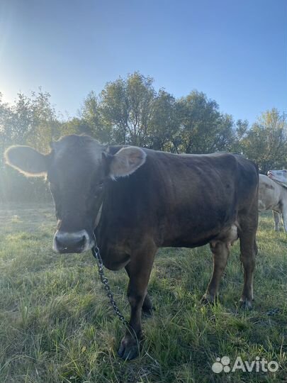 Корова дойная бурая швицкая
