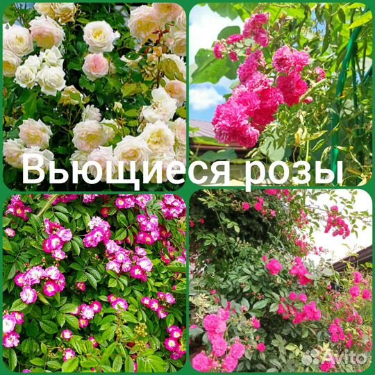 Вьющиеся розы