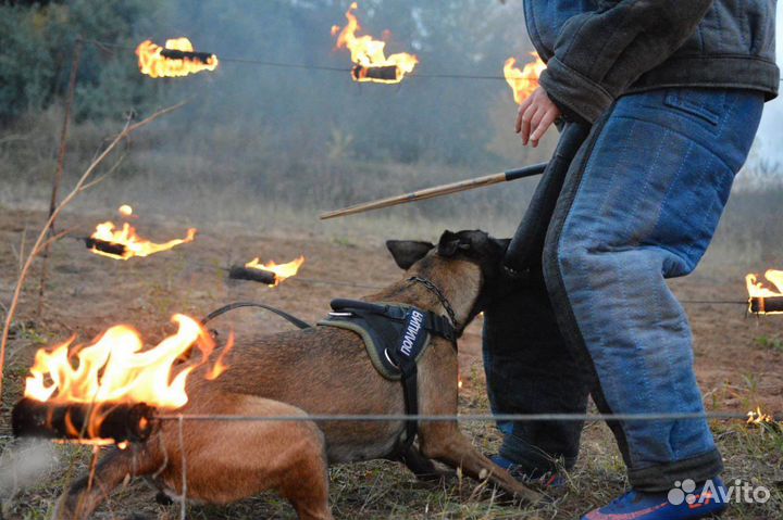 Дрессировка собак