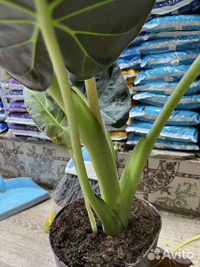 Алоказия Регал Шилдс Крупномер