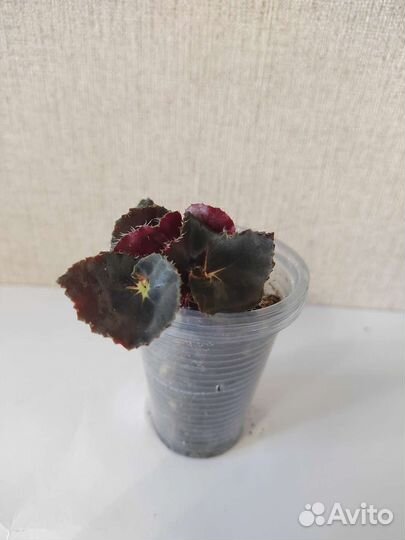 Бегония королевская Dark Mambo