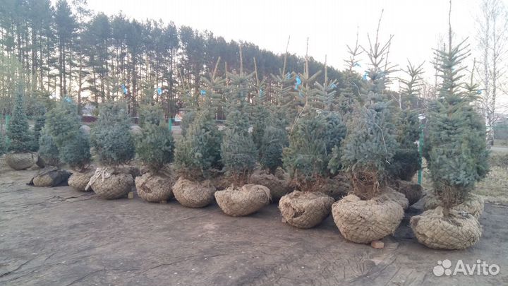 Ель голубая