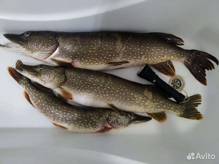 Свежая речная рыба раки