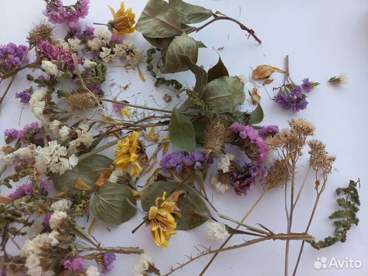 Сухоцветы цветы для рукоделия украшений