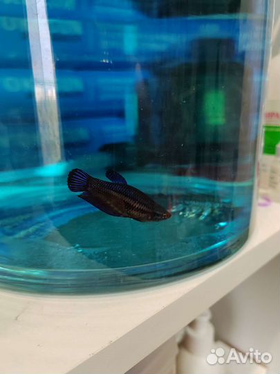 Рыбка петушок самка