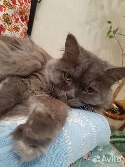 Домашние животные кошки