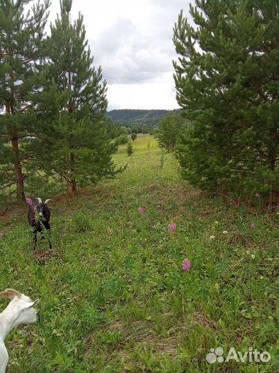 Сушеный лист земляники