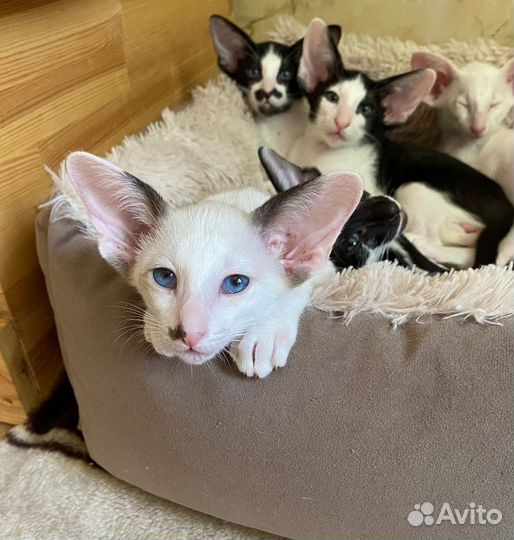 Ориентальные котята
