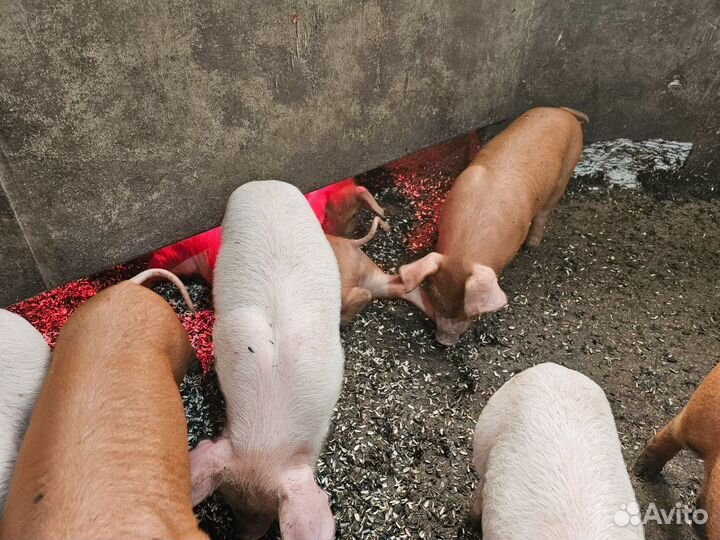 Поросята Ландрас Дюрок Белая