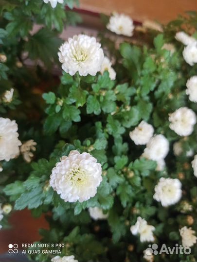 Хризантемы мультифлора,корейская