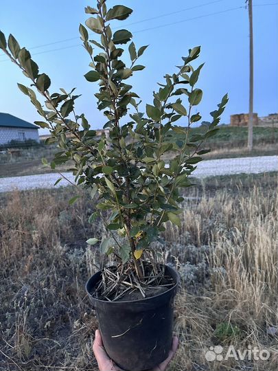 Кизильник с закрытой корневой системой