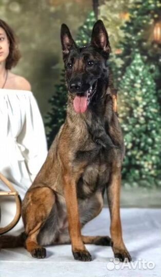 Бельгийская овчарка малинуа щенок