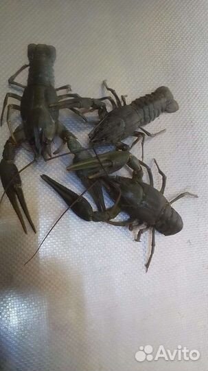 Живые, варёные раки оптом и розницу