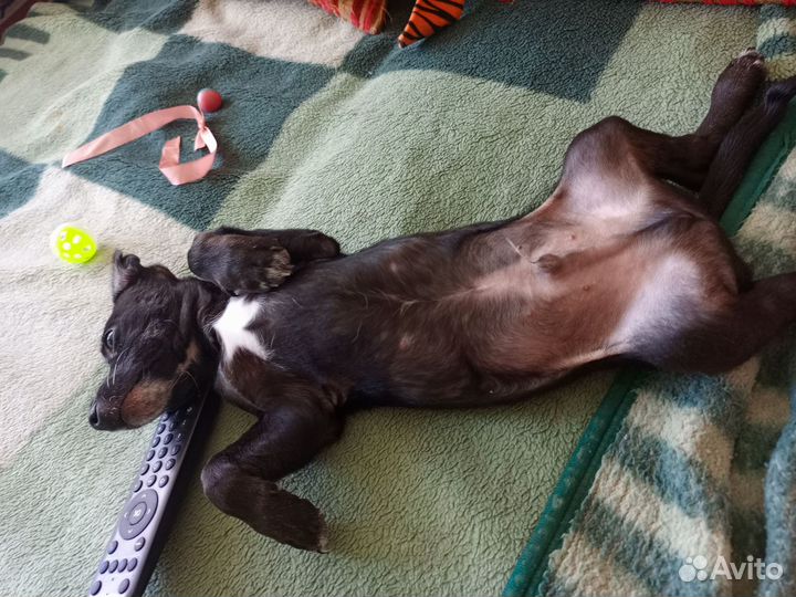 Маленькая собака