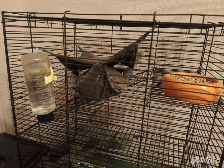 Крысы в дар