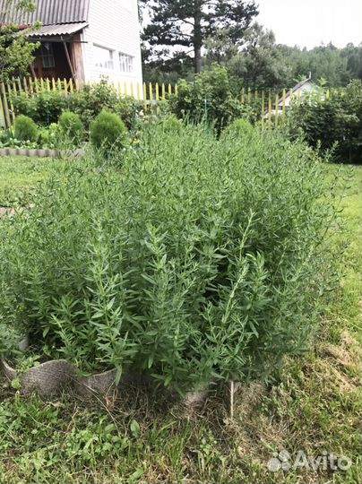 Многолетние цветы