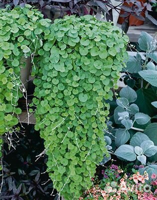 Ампельные растения