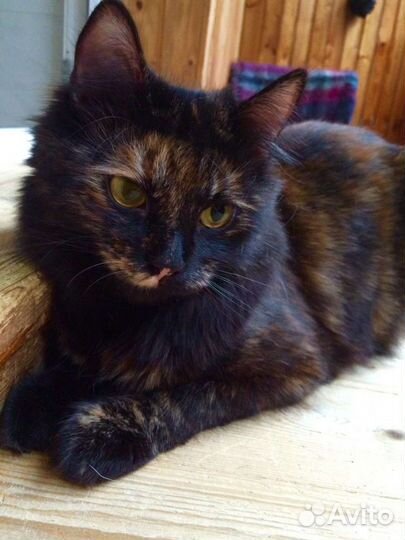 Кошки в добрые руки