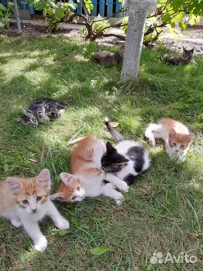 Милые мальчишки