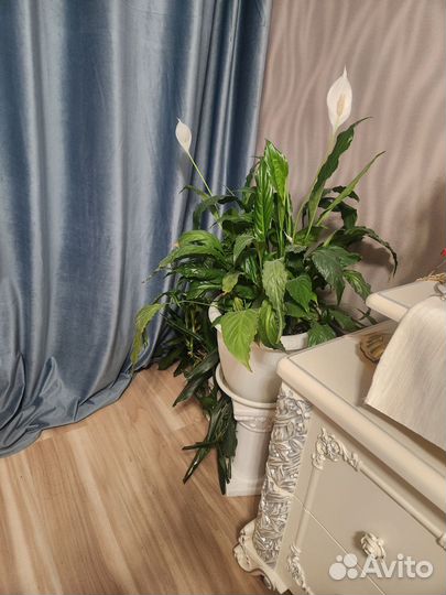 Спацифилум большой