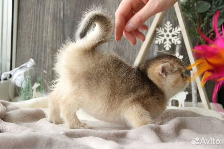 Британская короткошерстная кошечка