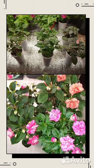 Вегетативная петуния, фуксии, бегонии, гипоэстес