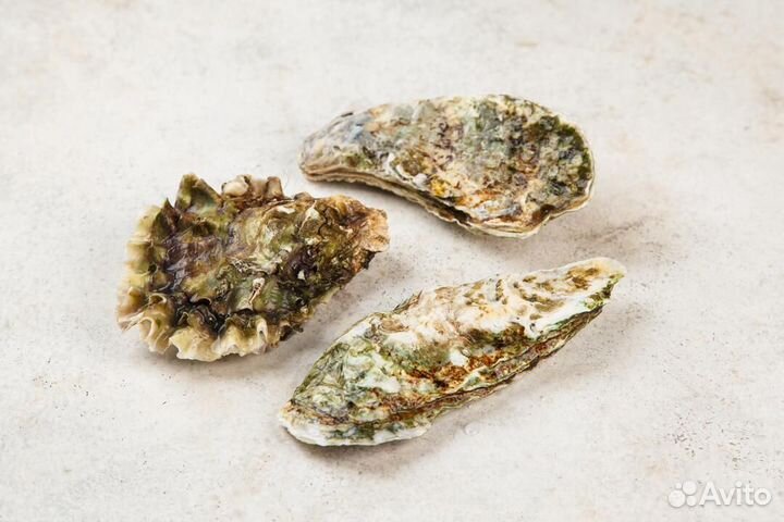 Морепродукты оптом (жывые и заморозка)