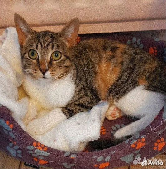 Домовитая весёлая Лея котоФея 1 год ищет дом