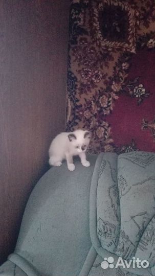 Котёнок