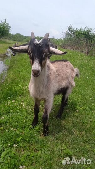 Козы козлята козлы