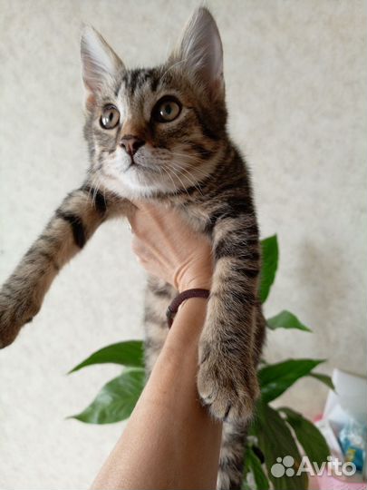 Котенок мальчик