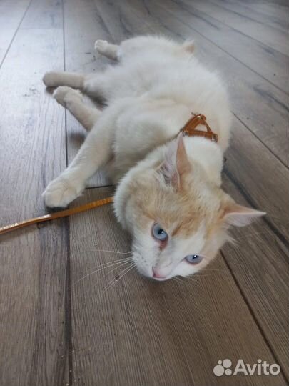 Кот молодой в добрые руки